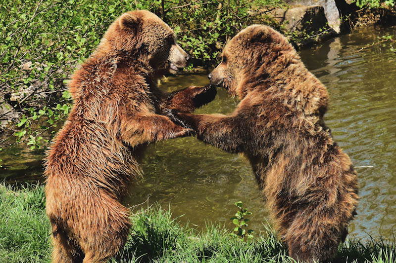 Two brown bears playing